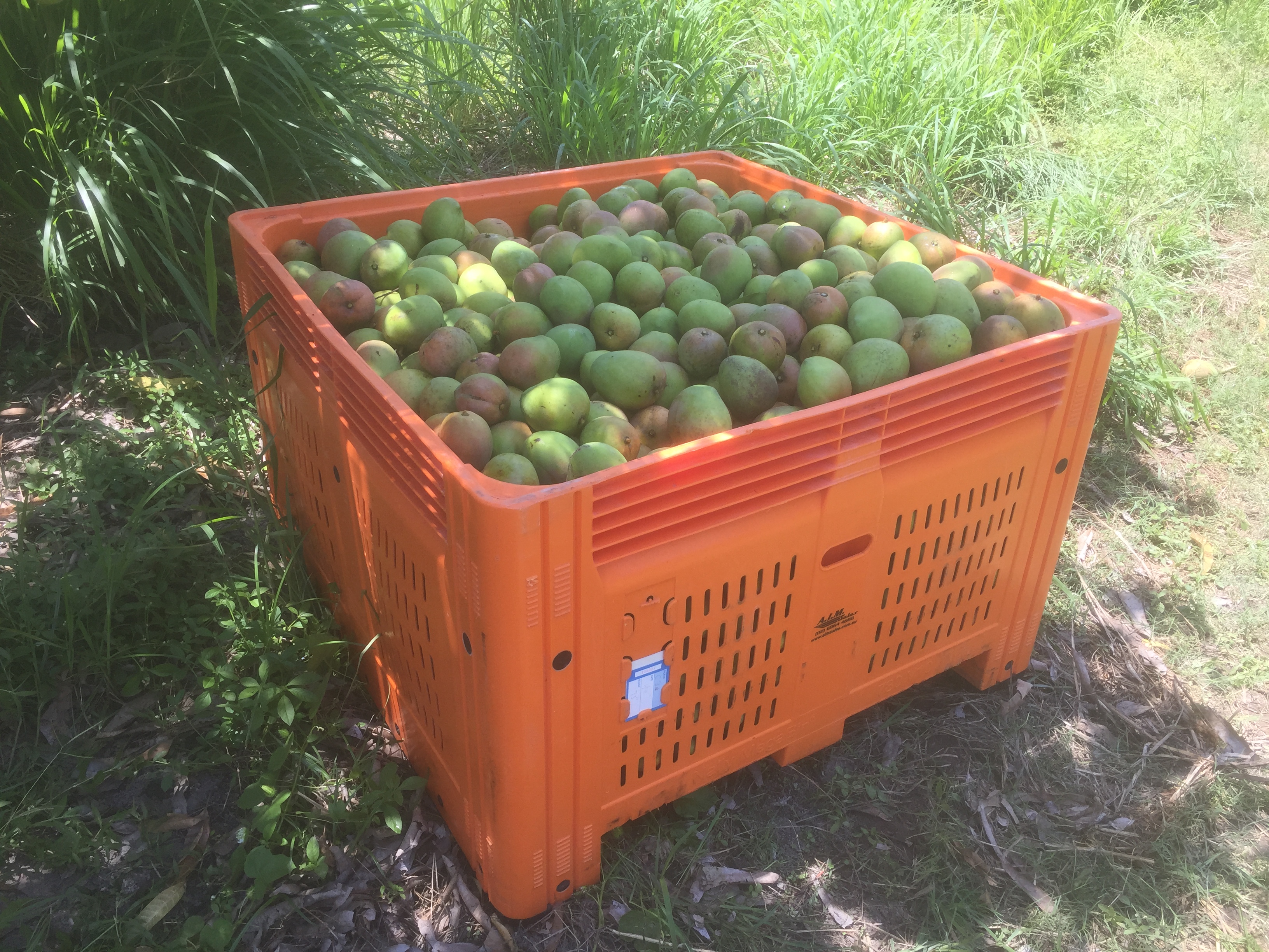 bin granja mango Australia