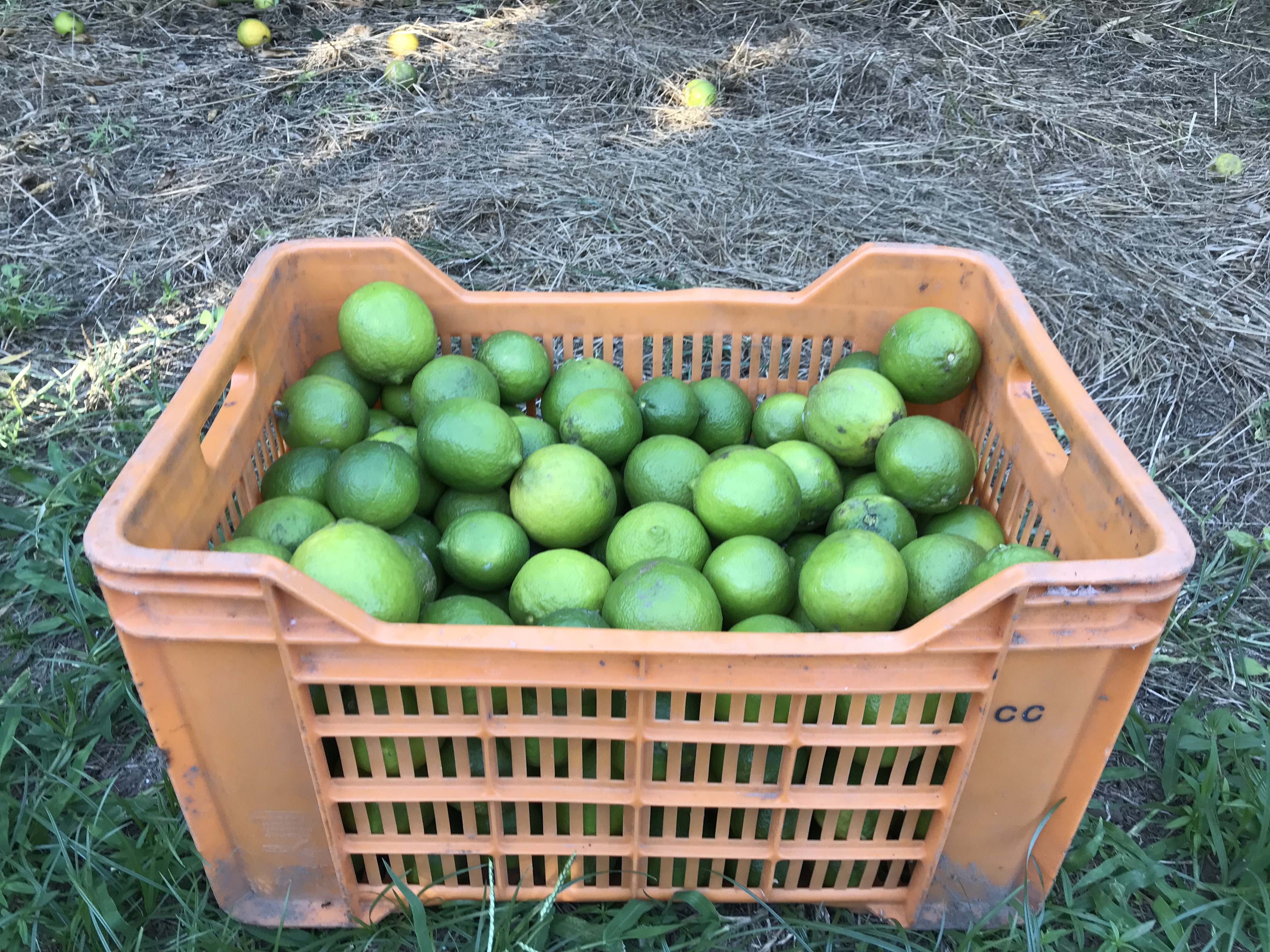 trabajar granja lime Australia