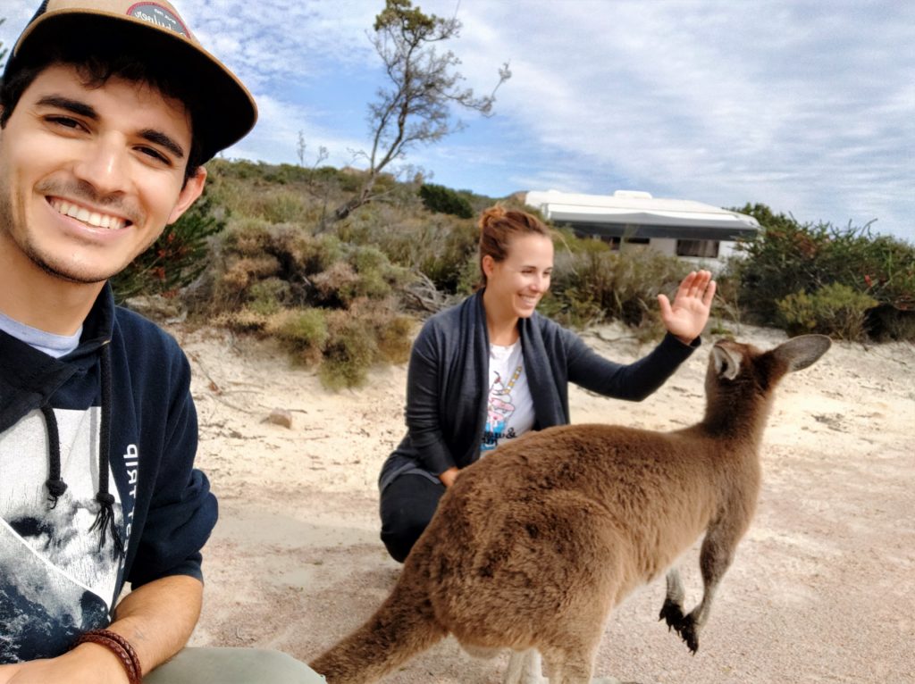 Ver kangaroos en Australia