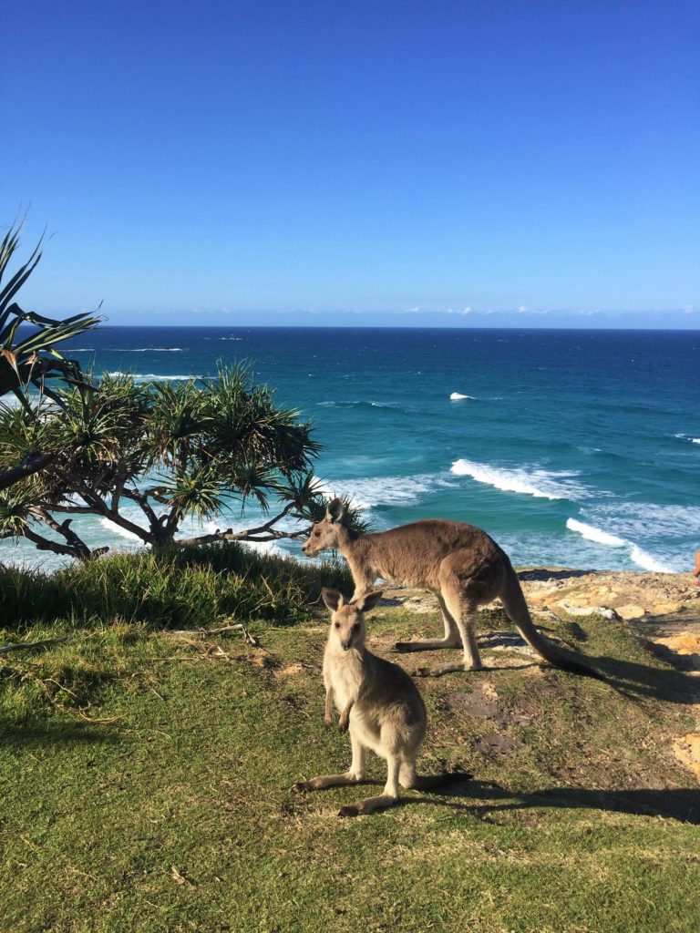 Animales de Australia y donde verlos