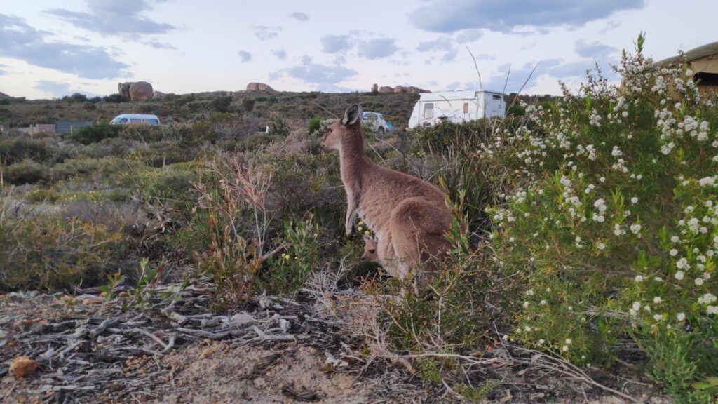 Canguros en Esperance - Western Australia