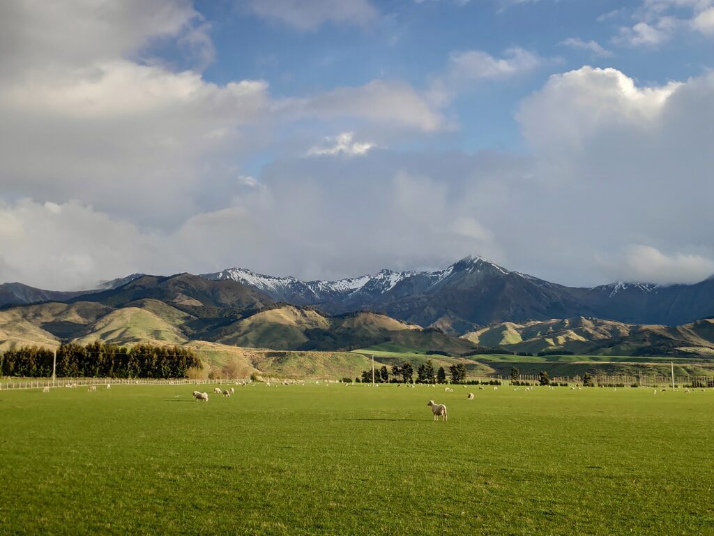 Ovejas en Nueva Zelanda