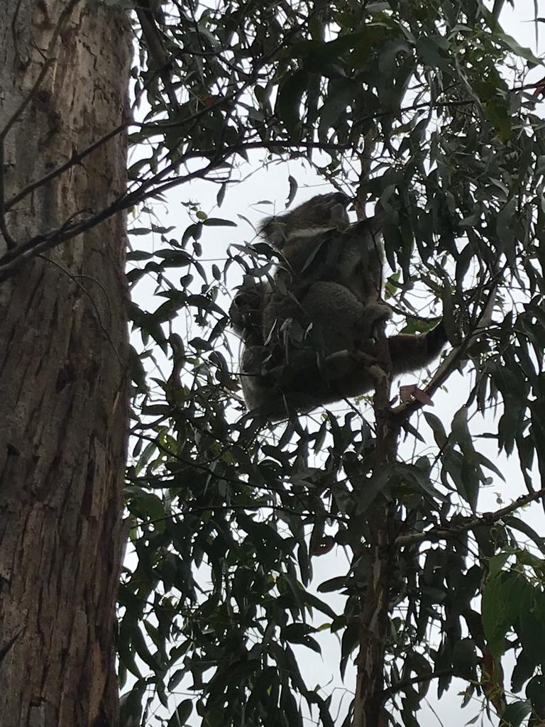 Koala Cape Otway - Great Ocean Road