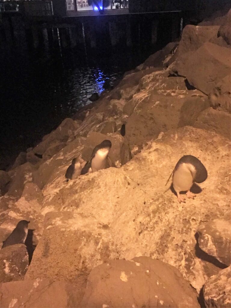 Pingüinos en St Kilda - que hacer gratis en Melbourne
