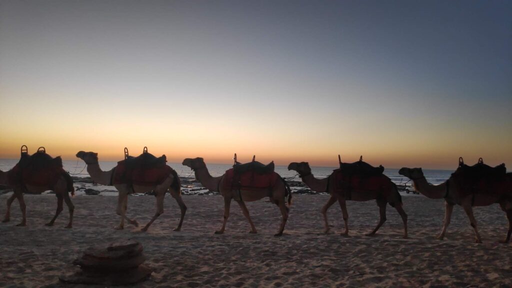 Camellos en Broome, Western Australia