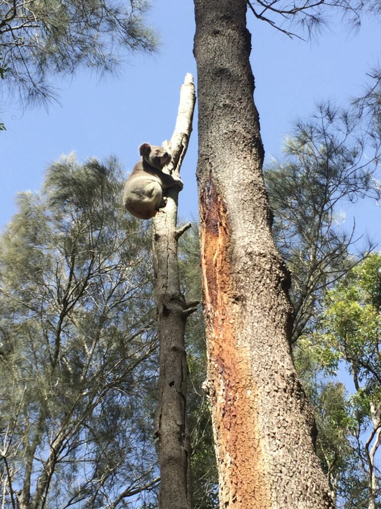 Koala en Gold Coast - Australia