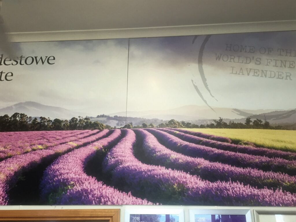 Bridestowe Lavender - Tasmania