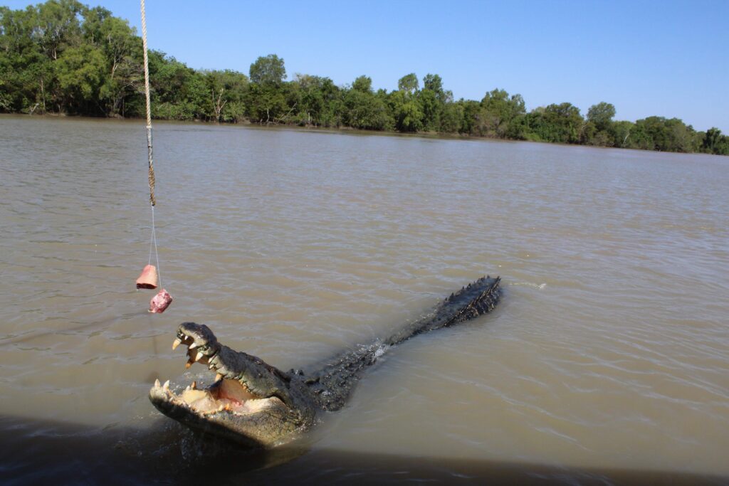 Jumping Crocodile - Northern Territory