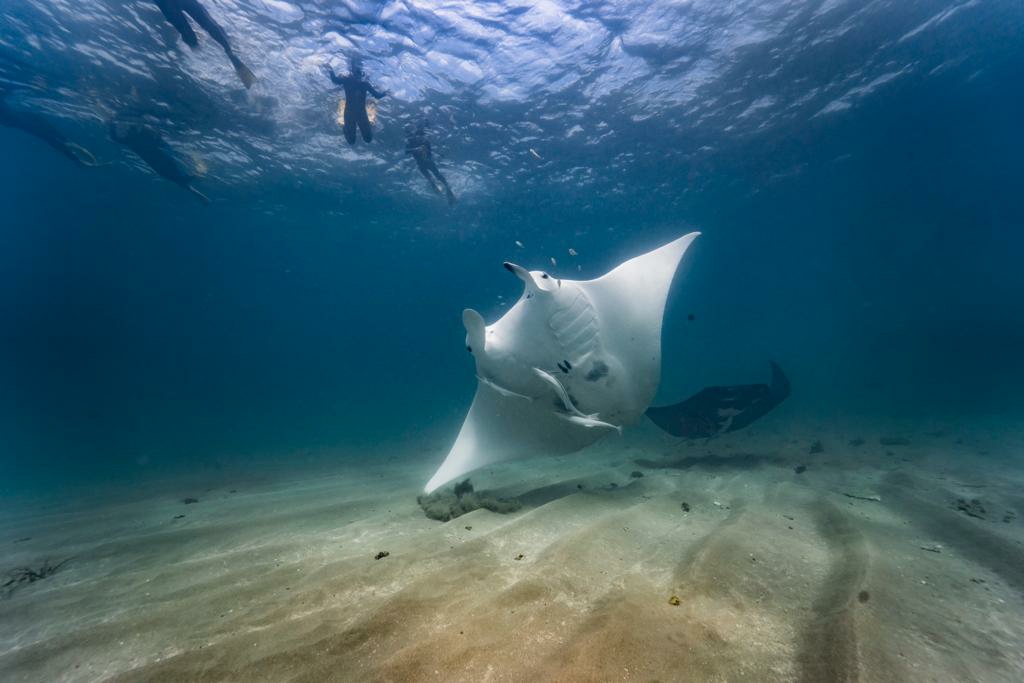 Mantas Rayas - snorkeling en Coral Coast, Australia