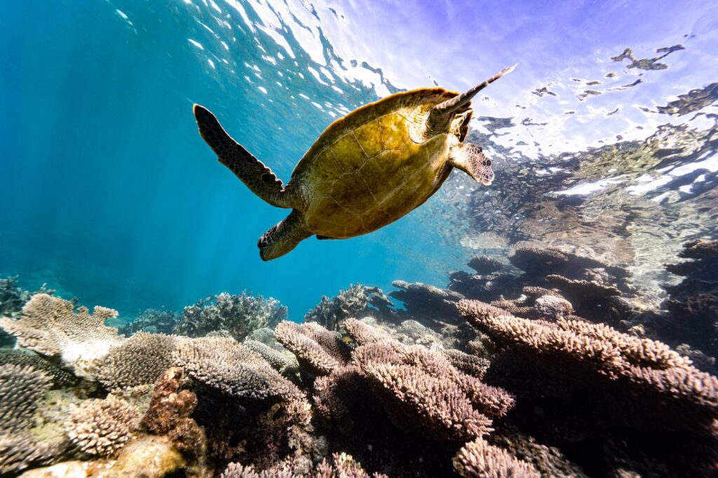 Tortuga - snorkeling en Coral Coast, Australia