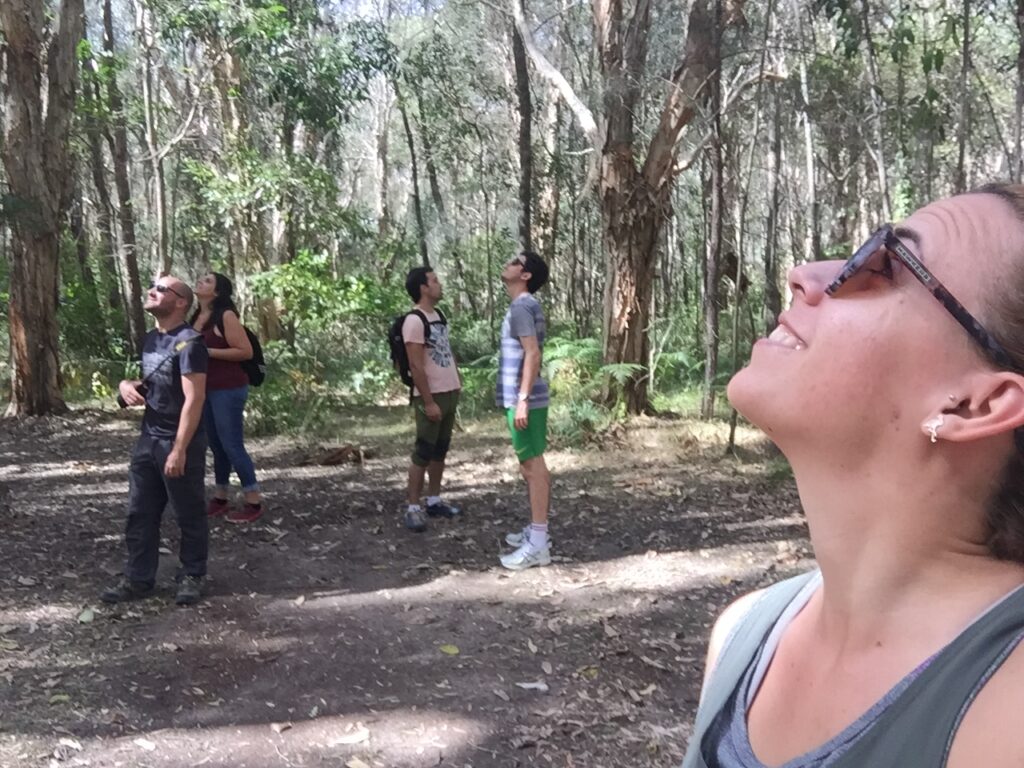 Buscando Koalas en Coombabah