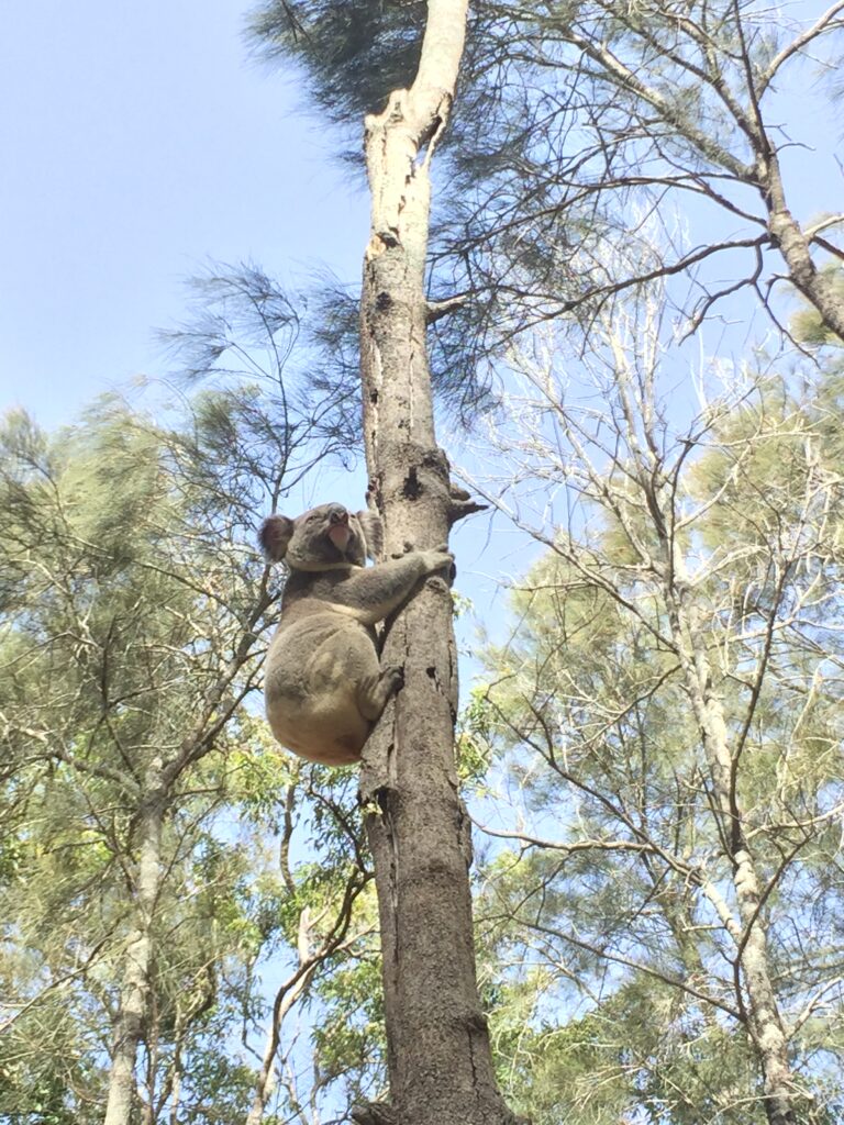 Koala en Coombabah - Brisbane y alrededores