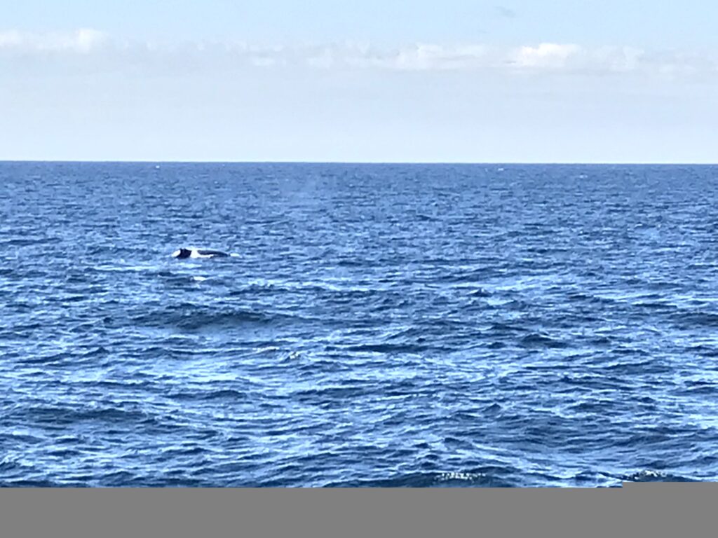 Whale watching en Gold Coast - Brisbane y alrededores