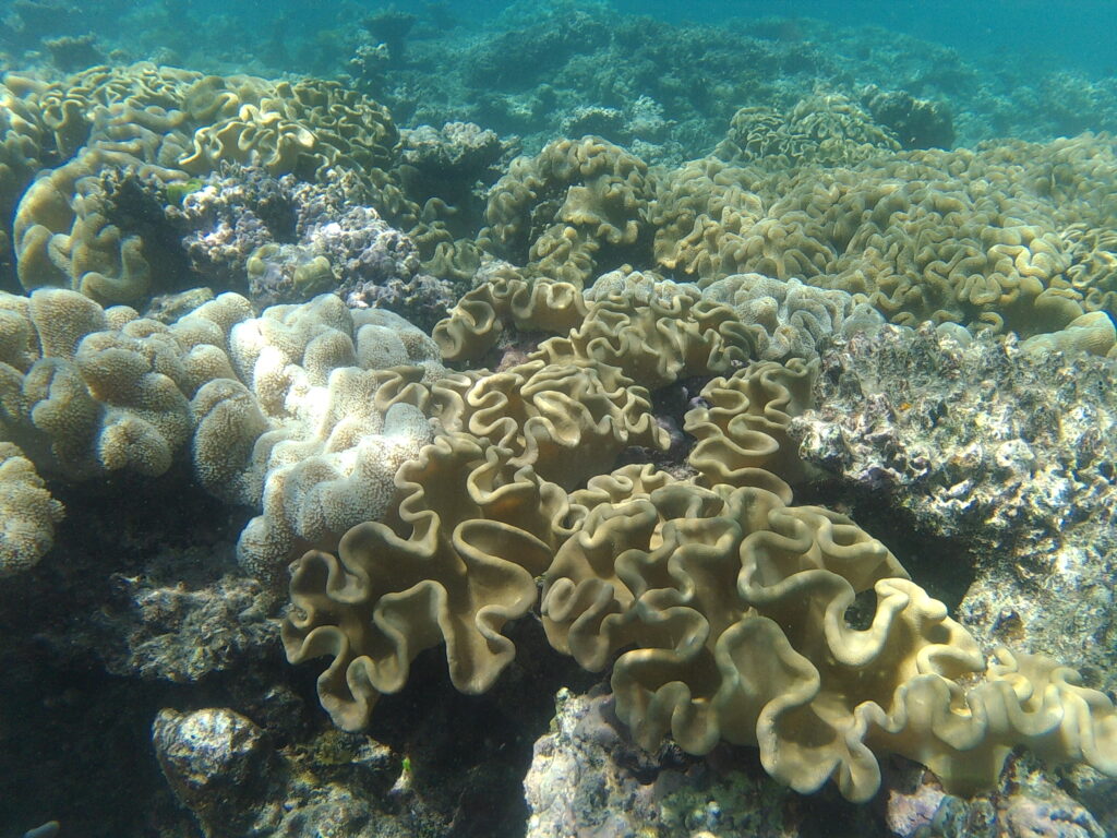 Barrera de Coral en Fitzroy Island - Australia