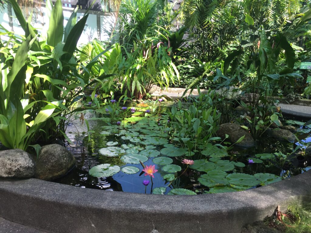 Botanic Gardens - Cairns